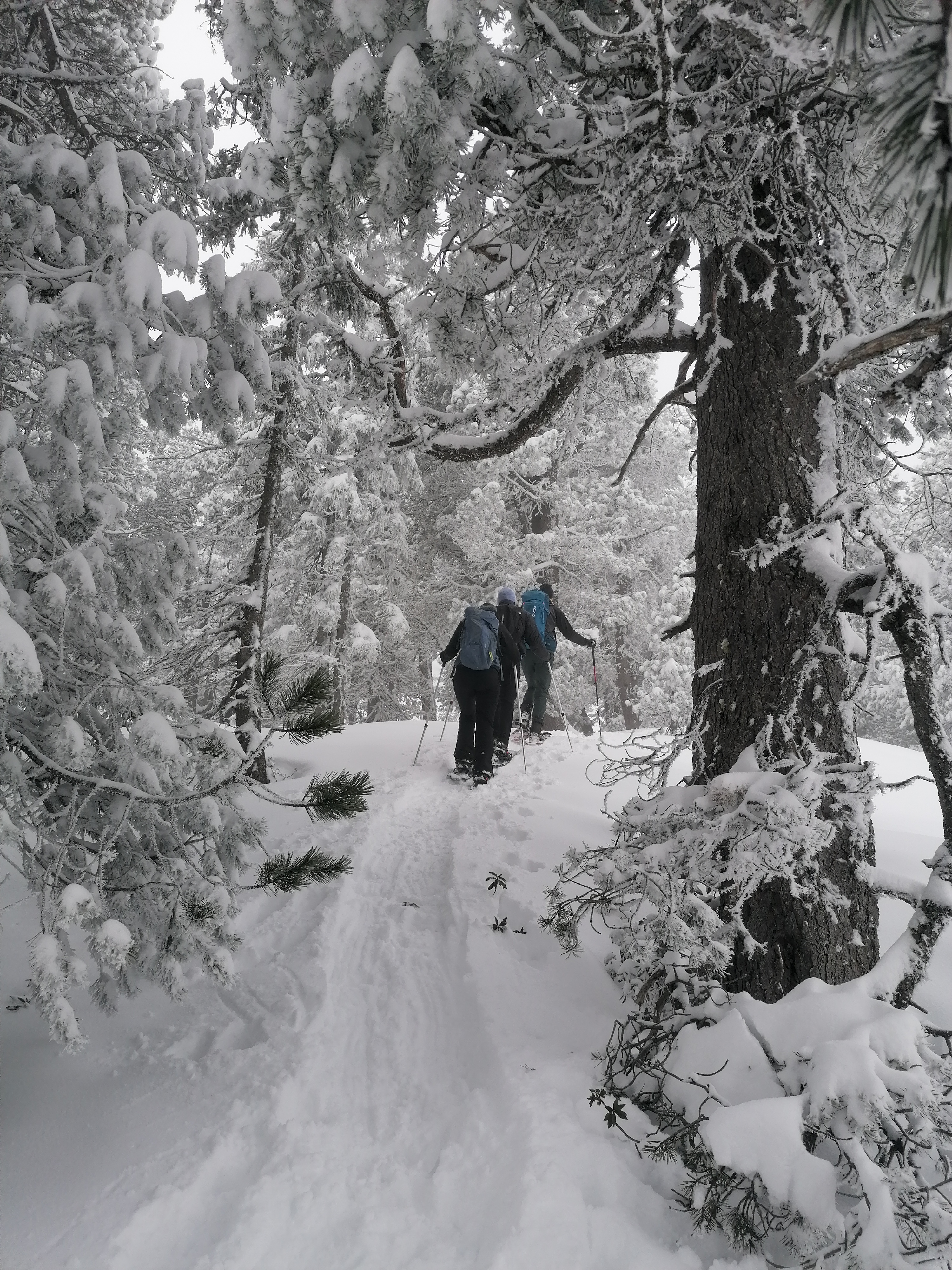 Sonne und Schnee im Aufstieg